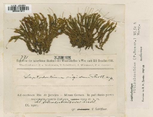 Leptodontium viticulosoides (P.Beauv.) Wijk & Margad. - BM000872512