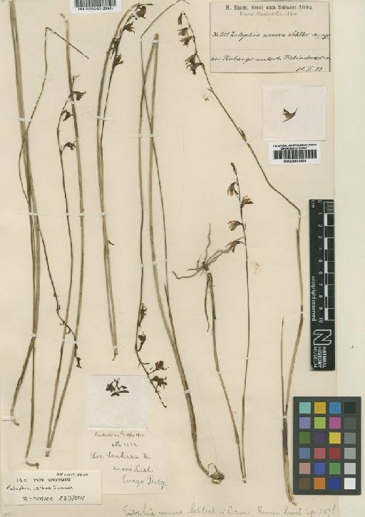 Eulophia ischna Summerh. - BM000914404