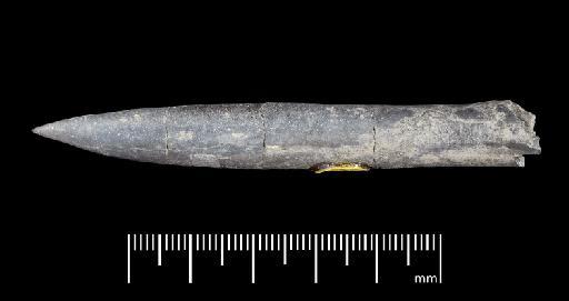 Simpsonibelus expansus (Simpson) - PI CC 1335 - belemnite