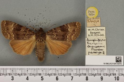 Amphipyra berbera svenssoni Fletcher, D.S., 1968 - NHMUK_010479316_571711