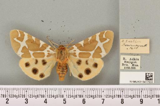 Arctia caja ab. pallens Schultz, 1909 - NHMUK_010417631_530107