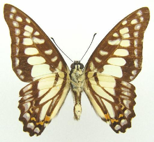 Graphium bathycles malayanum ELiot - Graphium chironides malayanum Eliot HOLOTYPE underside