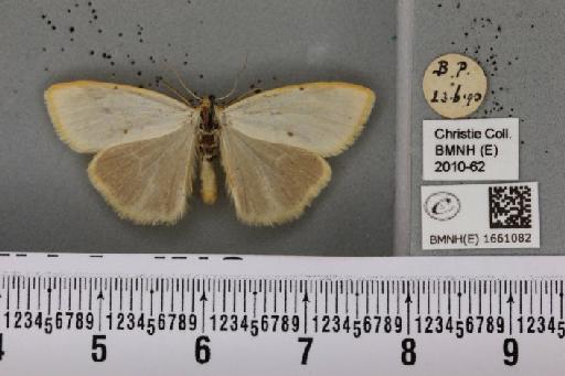 Cybosia mesomella (Linnaeus, 1758) - BMNHE_1661082_284765