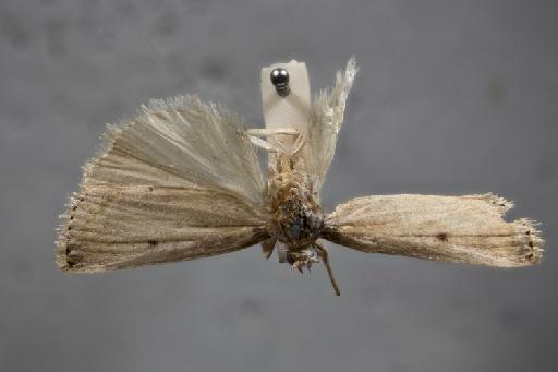 Calamotropha atkinsoni Zeller - 010293402_Calamotropha_atkinsoni_Allotype_dorsal_65mm_1x