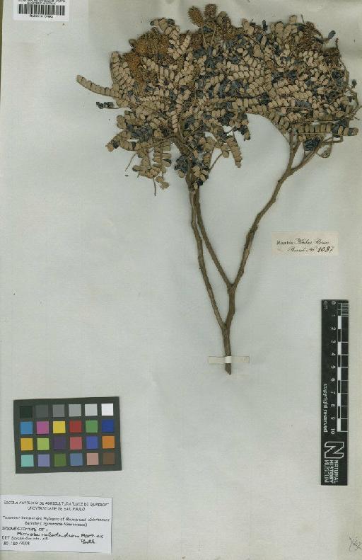 Mimosa calodendron Mart. ex Benth. - BM001010492