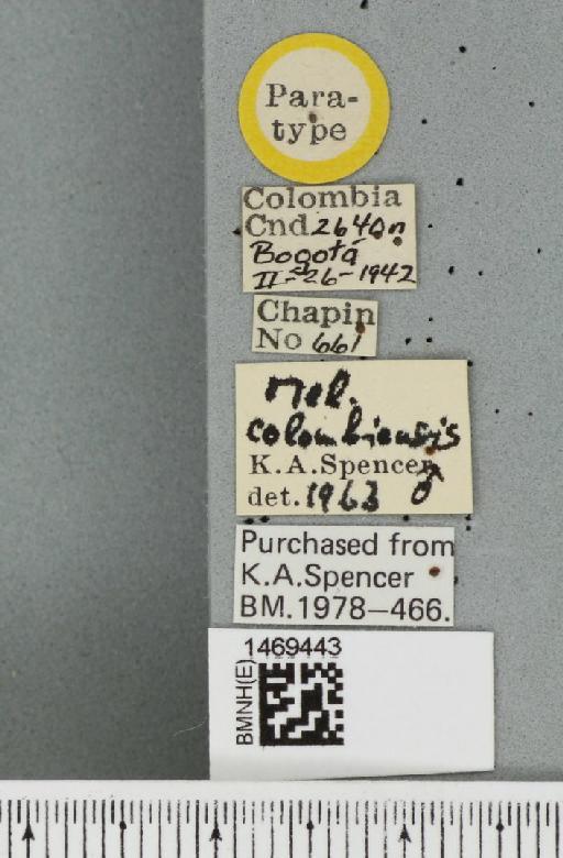 Melanagromyza colombiensis Spencer, 1963 - BMNHE_1469443_label_45147