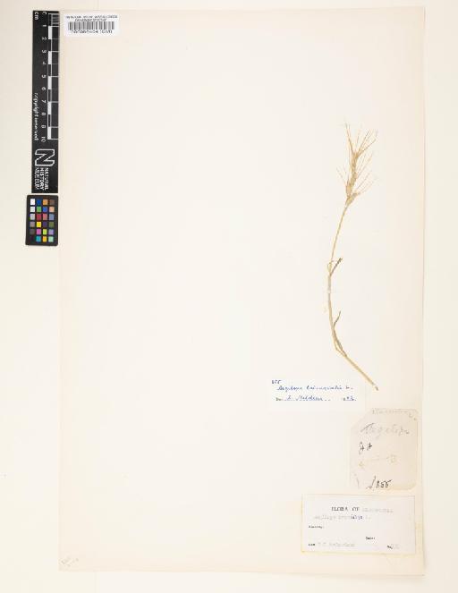 Aegilops triuncialis L. - 000086404