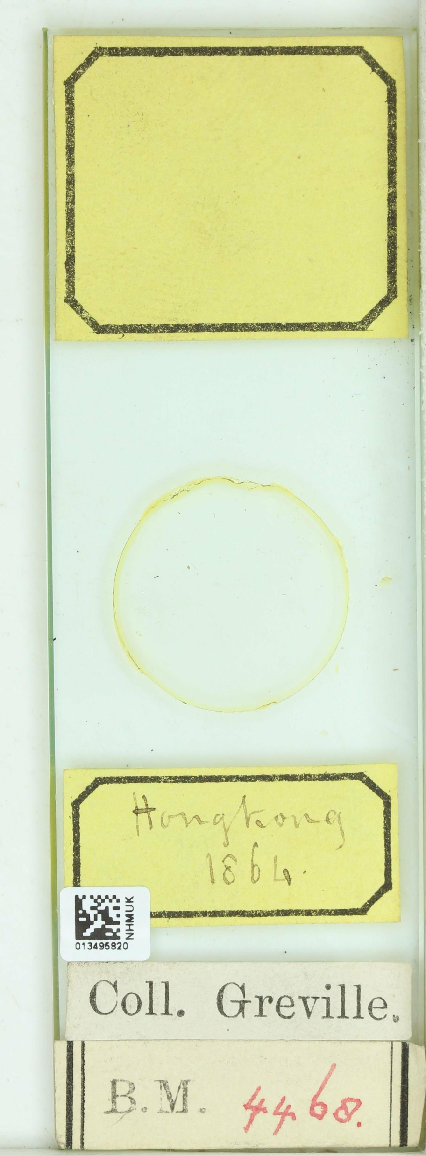 To NHMUK collection (Plagiotropis grevillei Paddock; NHMUK:ecatalogue:4744510)