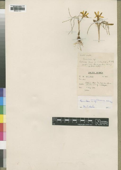Romulea membranacea M.P.de Vos - BM000911912