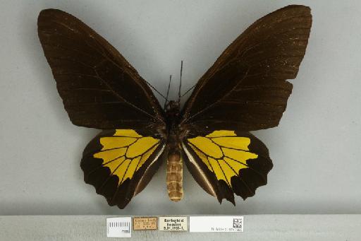 Troides oblongomaculatus oblongomaculatus - 013747989__751237