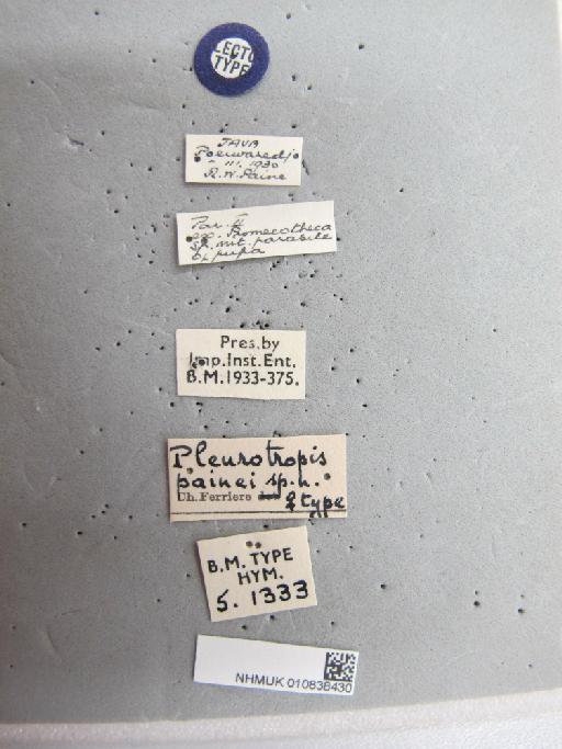 Pleurotropis painei Ferrière, 1933 - 010838430_Labels