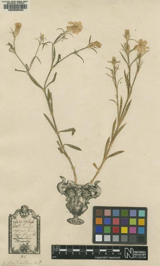 Dianthus chinensis L. - BM000628460