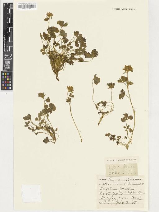 Trifolium pratense L. - BM001037680