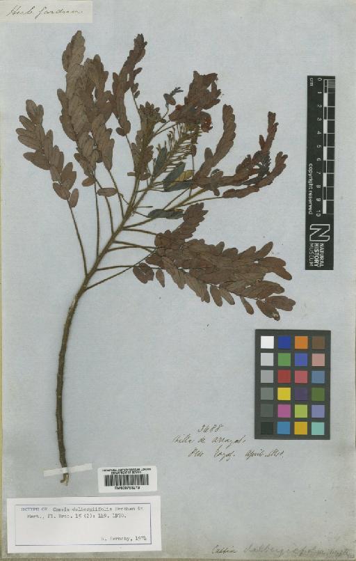 Chamaecrista dalbergiifolia (Benth.) H.S.Irwin & Barneby - BM000793273