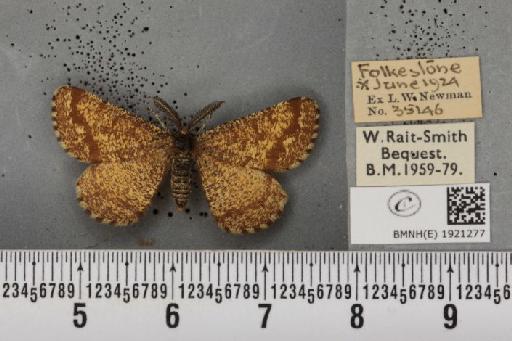 Ematurga atomaria ab. ustaria Fuchs, 1901 - BMNHE_1921277_486740