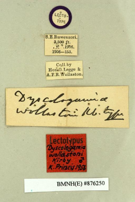 Dyscologamia wollastoni Kirby, 1909 - Dyscologamia wollastoni Kirby, 1909, male, lectotype, labels. Photographer: Edward Baker. BMNH(E)#876250