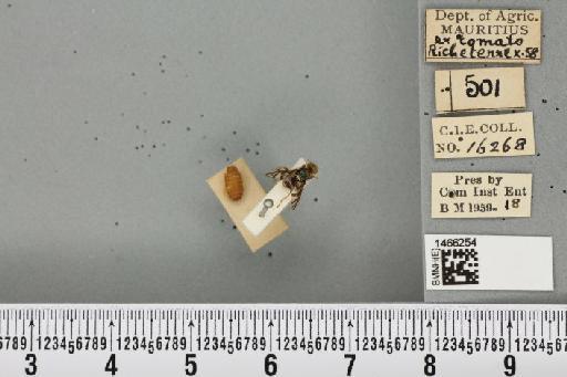 Neoceratitis cyanescens (Bezzi, 1923) - BMNHE_1466254_27044