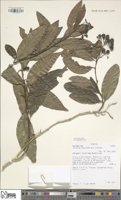 Solanum tuerckheimii Greenm. - BM001120459