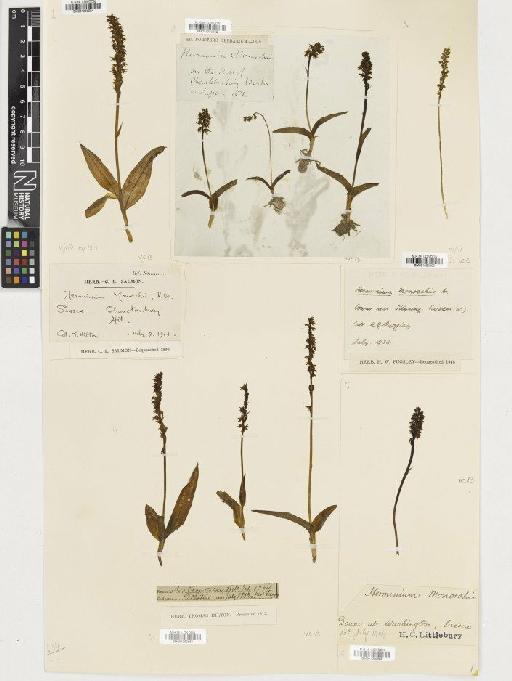 Herminium monorchis (L.) R.Br. - BM001080565