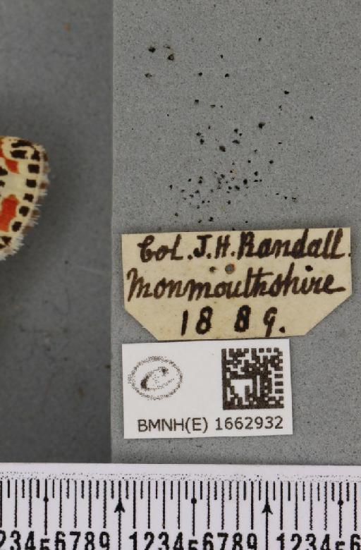 Utetheisa pulchella (Linnaeus, 1758) - BMNHE_1662932_label_283428