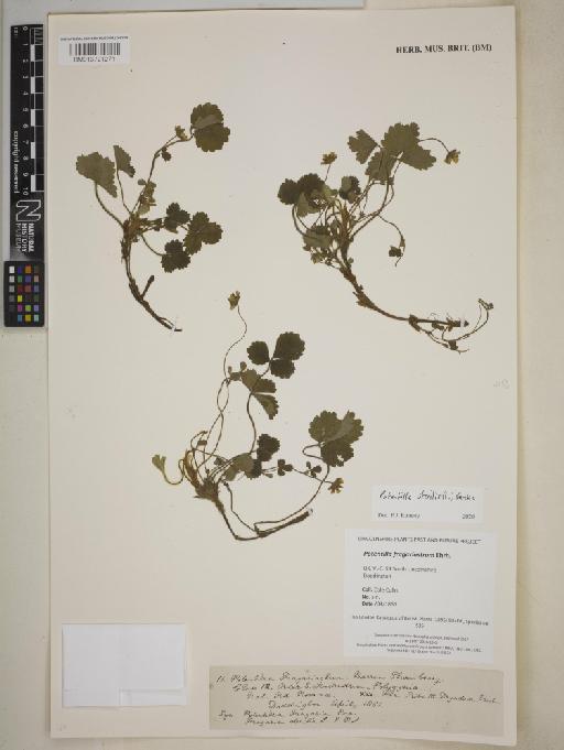 Potentilla fragariastrum Ehrh. - BM013721271