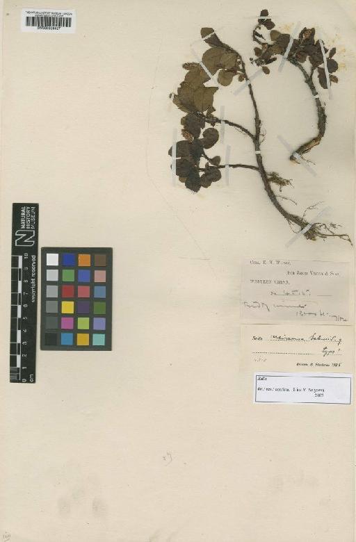 Salix oreinoma C.K.Schneid. - BM000958027