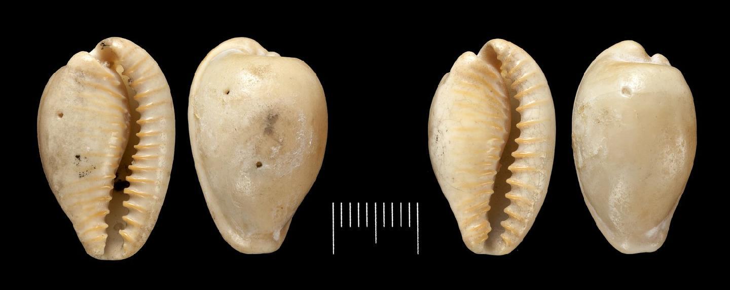 To NHMUK collection (Cypraea fuscodentata Gray, 1825; SYNTYPES; NHMUK:ecatalogue:5954773)