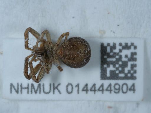 Xysticus cristatus (Clerck, 1757) - 014444904_2