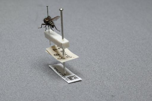 Sarcophaga (Myorhina) nigriventris Meigen, 1826 - 015091930_additional_2