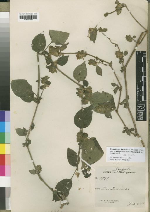 Phaulopsis imbricata subsp. madagascariensis Manktelow - BM000930858