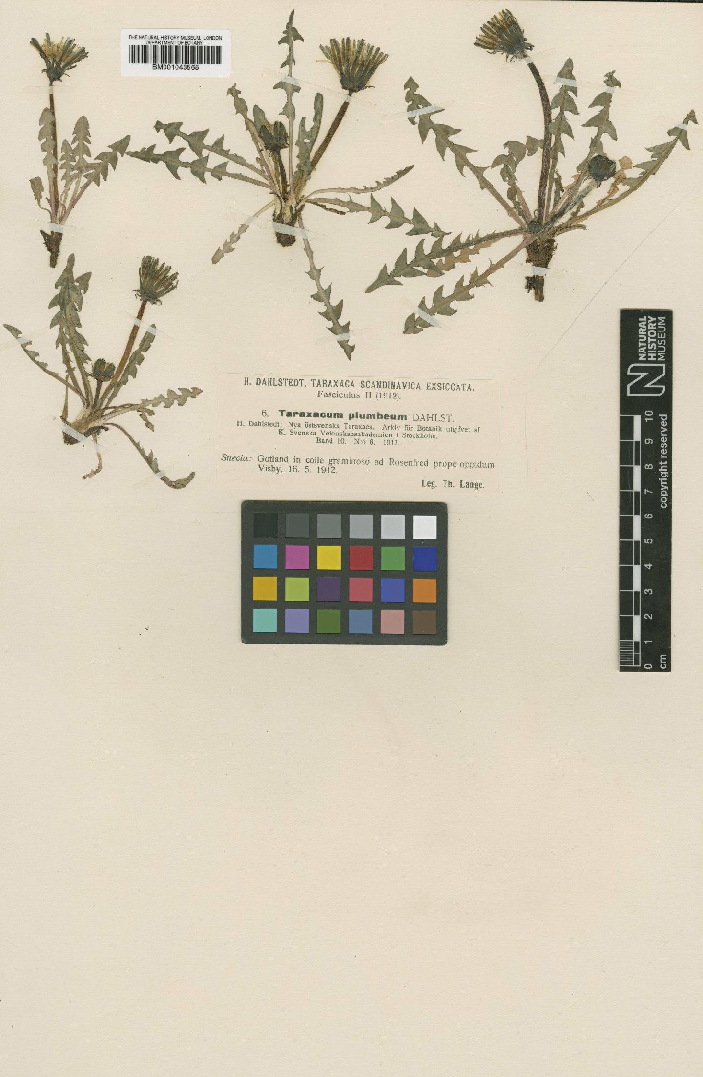 To NHMUK collection (Taraxacum plumbeum Dahlst.; Type; NHMUK:ecatalogue:2201137)