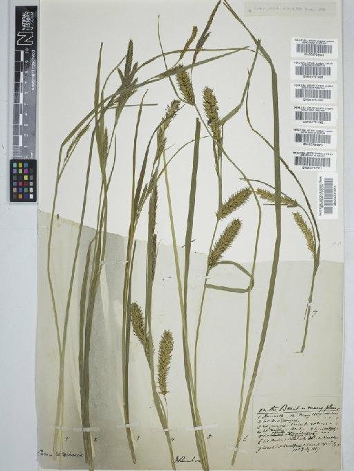 Carex vesicaria L. - BM000781570C