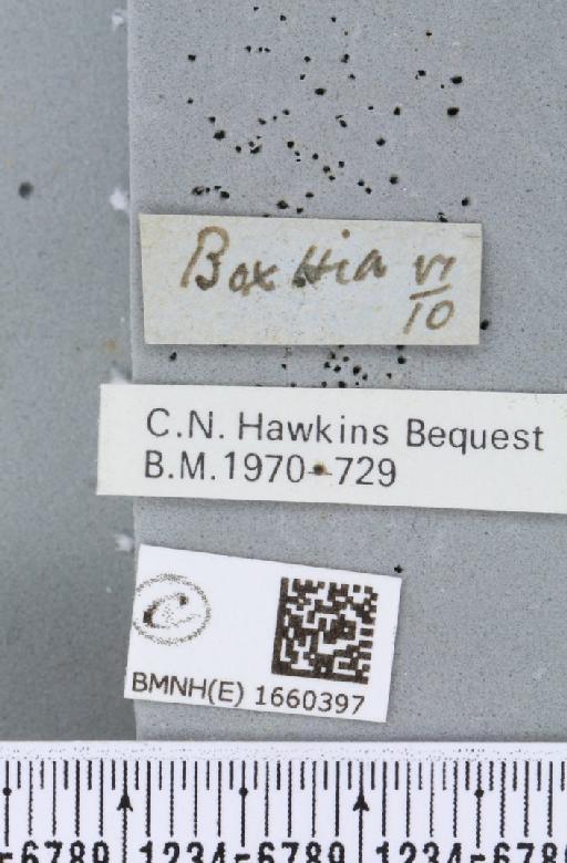 Setina irrorella (Linnaeus, 1758) - BMNHE_1660397_label_258834