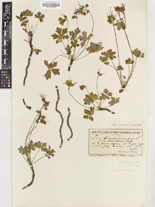 Geranium dalmaticum (Beck) Rech.f. - BM001048839