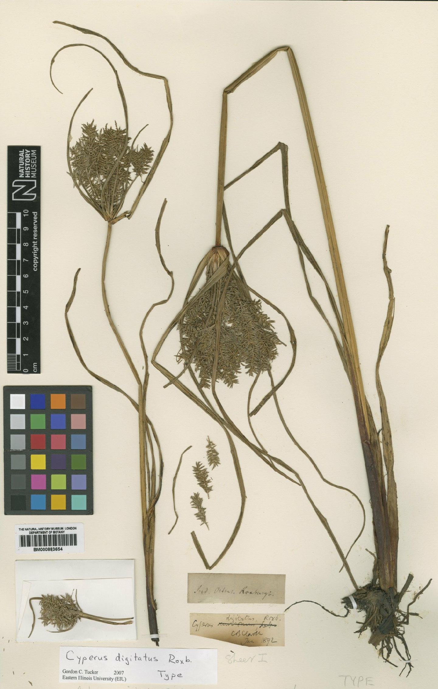 To the Natural History Museum, London (Cyperus digitatus Roxb. BM000883654 type 1)