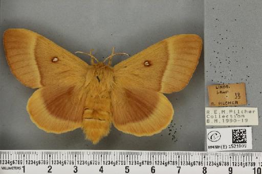 Lasiocampa quercus quercus (Linnaeus, 1758) - BMNHE_1521009_195569