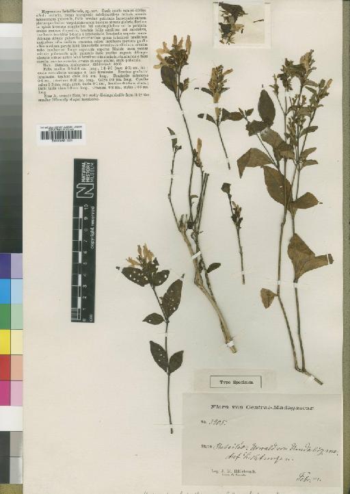 Hypoestes betsiliensis Moore - BM000931221