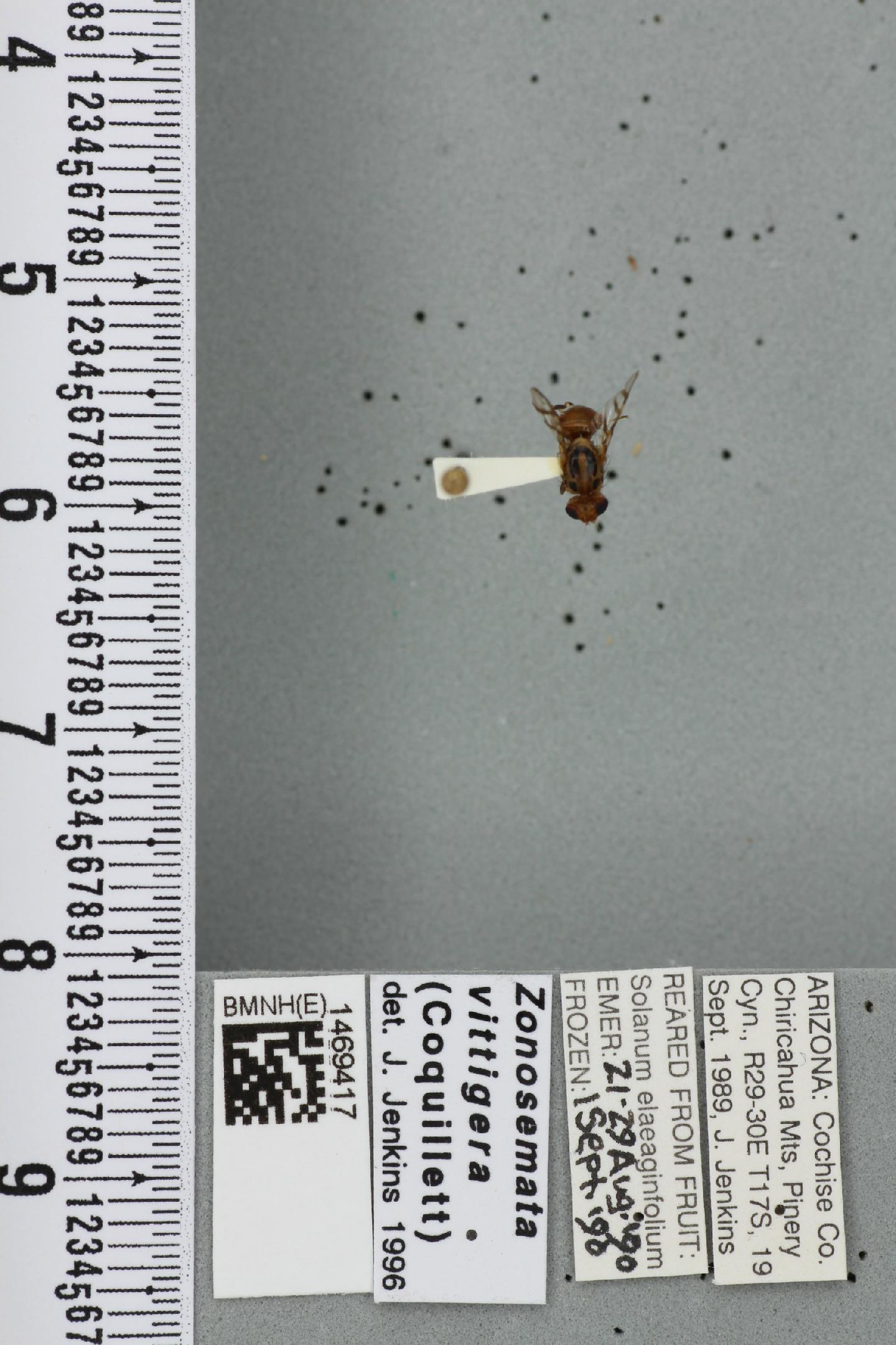 Zonosemata vittigera