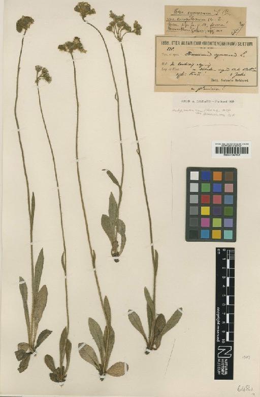 Hieracium cymosum var. genuinum Dahlst. - BM001047805