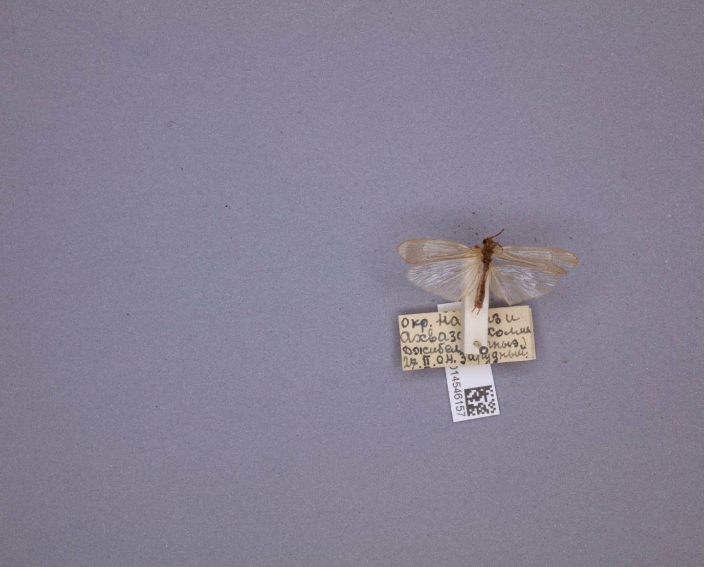 Limnephilus iranus
