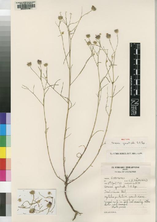 Vernonia graniticola G.V.Pope - BM000629411