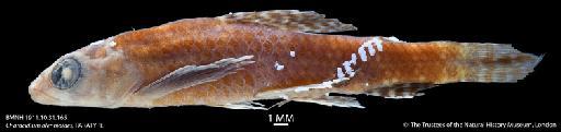 Characidium blennioides Eigenmann, 1909 - BMNH 1911.10.31.165 Characidium blennioides, PARATYPE