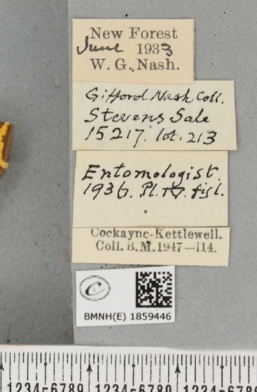 Pseudopanthera macularia ab. radiata Loritz, 1947 - BMNHE_1859446_label_430068