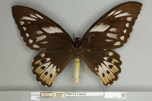 Ornithoptera priamus pronomus Gray, 1852 - 013604157__