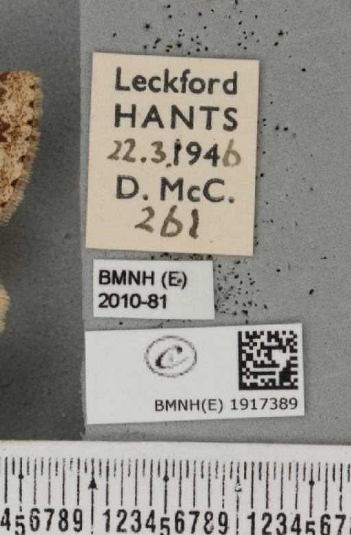 Ectropis crepuscularia (Denis & Schiffermüller, 1775) - BMNHE_1917389_label_481031