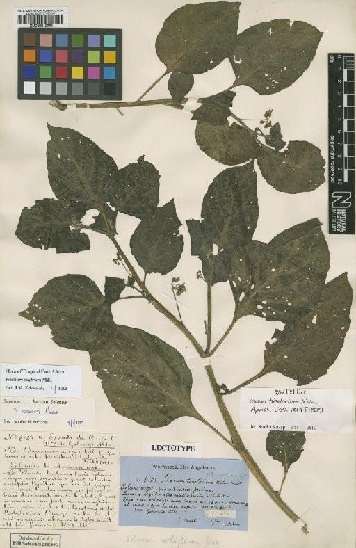 Solanum scabrum Mill. - BM000942995
