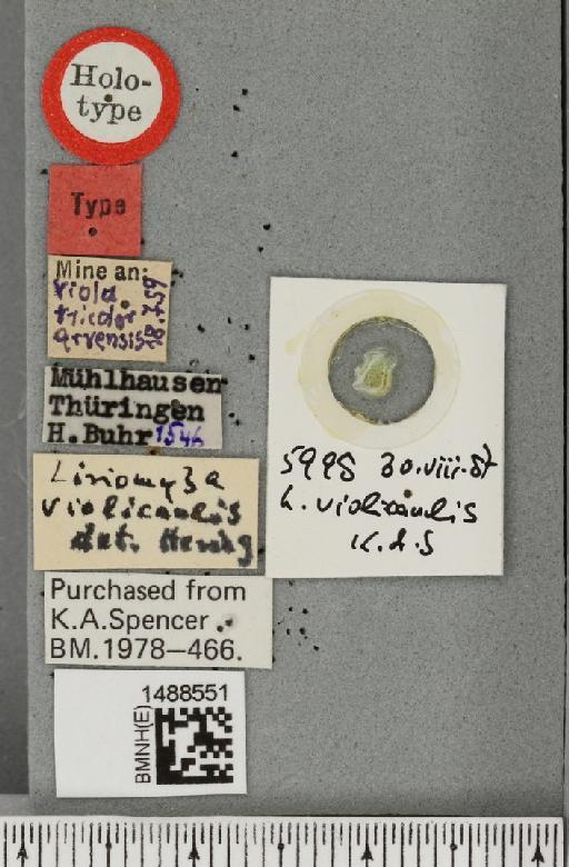 Liriomyza violicaulis Hering, 1962 - BMNHE_1488551_label_52426