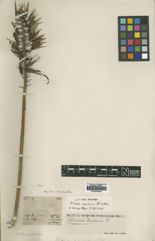 Pitcairnia meridensis Klotzsch ex Mez - BM000923900