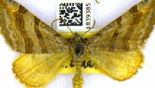 Aplocera efformata (Guenée, 1858) - BMNH(E)_1839385