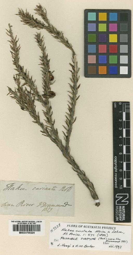 Hakea costata Meisn. - BM000798224